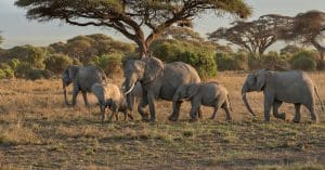 KENYA: the crazy gamble of moving a herd of elephants from England©Sun_Shine/Shutterstock