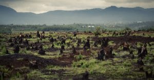 GHANA: Noé to restore 300,000 hectares of forest land ©Dudarev Mikhail/Shutterstock