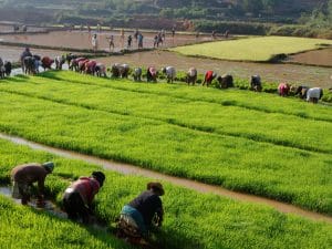 MADAGASCAR : la Banque mondiale accorde 40 M$ pour le développement de l’irrigation ©Pierre Jean Durieu/Shutterstock