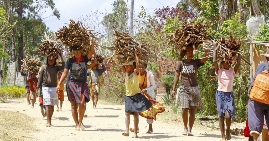 MALAWI : Berlin finance la restauration de 5 mille hectares de forêts à Ntcheu © Damian Ryszawy/Shutterstock