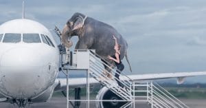 KENYA: the crazy gamble of moving a herd of elephants from England©Avesun/Shutterstock