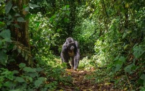 CONGO: Olam and WCS agree on biodiversity around Nouabalé-Ndoki Park© GUDKOV ANDREY/Shutterstock