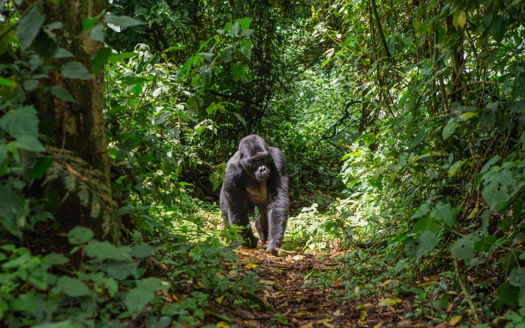 CONGO : Olam et WCS s’accordent pour la biodiversité autour du parc de Nouabalé-Ndoki©GUDKOV ANDREY/Shutterstock