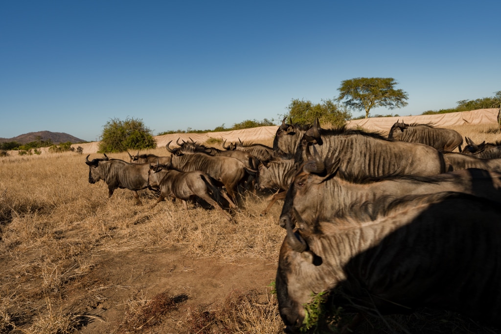 MOZAMBIQUE : 89 zèbres et gnous transférés de Kruger pour restaurer le parc de Zinave© Fondation Peace Parks