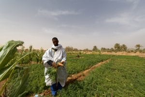 AFRICA: $58m from Acumen for climate resilience of smallholder farmers© Senderistas/Shutterstock