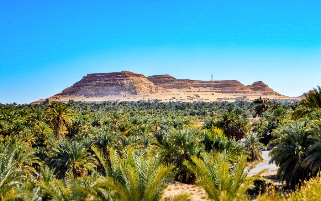 ÉGYPTE : Azelio installera 20 unités de stockage d’énergie pour l’agriculture écolo © Hazem omar/Shutterstock