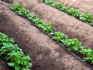 ÉGYPTE : moderniser les systèmes d’irrigation pour économiser de l’eau ©Diyana Dimitrova/Shutterstock