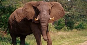 KENYA: Electric fence to reduce human-elephant conflict in Tsavo East©Chaton Chokpatara/Shutterstock