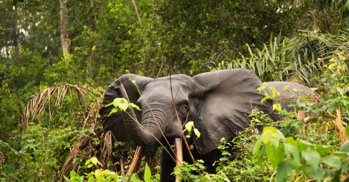 GABON: Ivindo Park listed as a UNESCO World Heritage Site, what is at ...