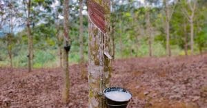 CAMEROON: Is the EU encouraging deforestation due to rubber? © Sexpert Cactus/Shutterstock