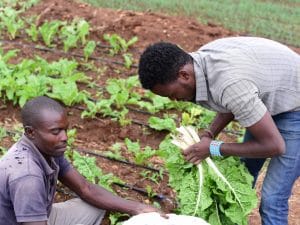 KENYA: Government pledges $11m for irrigation in Nyeri County©Billy Miaron/Shutterstock