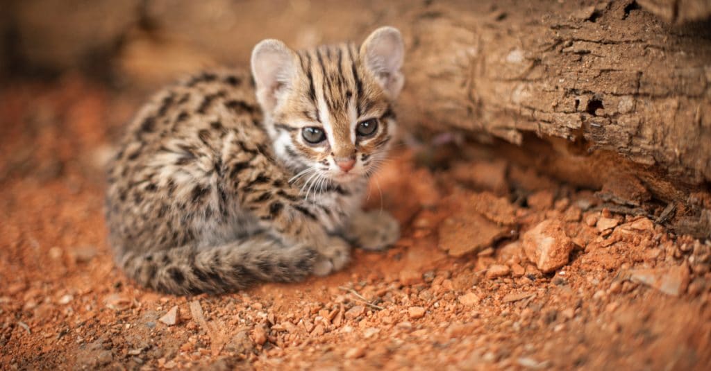 CONGO: a new wildlife park to protect animals rescued from poaching©Chattraphas Pongcharoen/Shutterstock