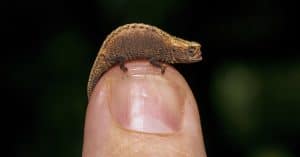 MALAWI: The pygmy chameleon has reappeared and needs protection more than ever©Luke Wait/Shutterstock