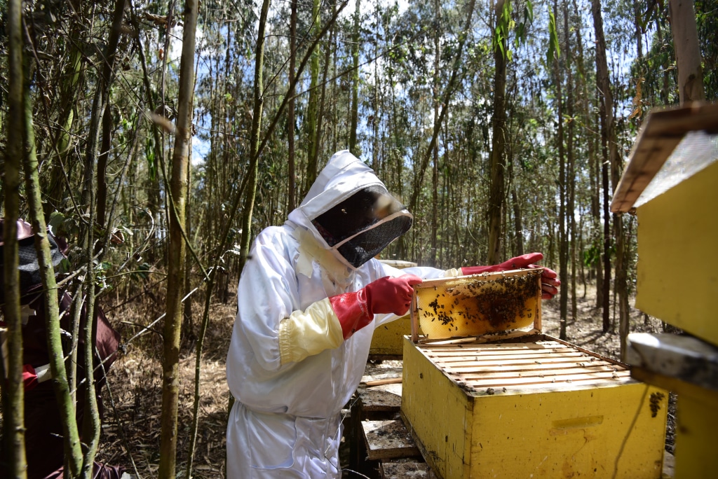 TANZANIA: EU invests $10m via Enabel for ecological honey production © Billy Miaron/Shutterstock