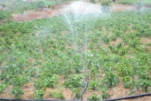 RWANDA: New solar pumps to irrigate 10 hectares of plantation in Ngoma©Rwarri