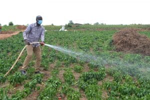 RWANDA : de nouvelles pompes solaires pour irriguer 10 hectares de plantation à Ngoma©Rwarri