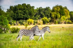 AFRICA: Walton Foundation commits $100m to wildlife conservation © Anton_Ivanov/Shutterstock