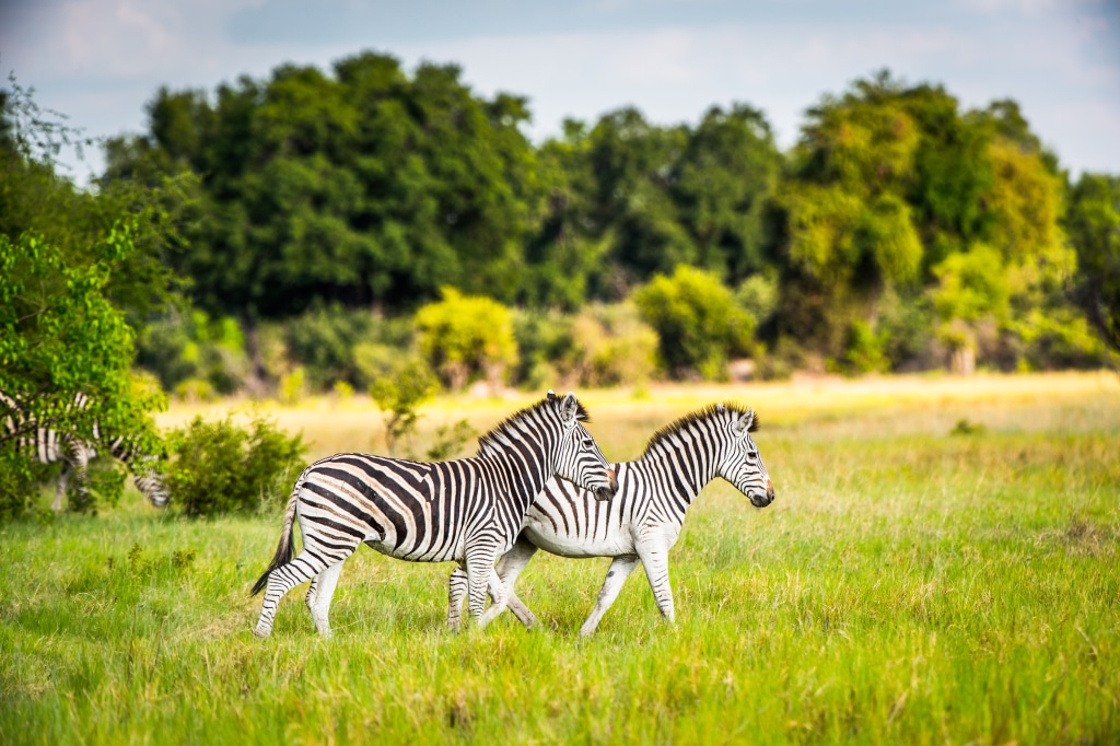 AFRIQUE : la Fondation Walton engage 100 M$ pour la conservation de la faune sauvage © Anton_Ivanov/Shutterstock