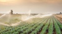 NIGERIA: FEC Releases Funds for Rima Valley Irrigation©Fotokostic/Shutterstock