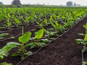 KENYA: New irrigation system serves 457 farmers' homes in Murang'a ©Alchemist from India/Shutterstock