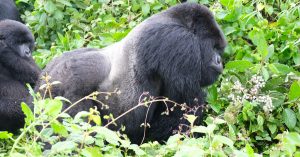 AFRICA: Funding NGOs to improve great ape protection©Shells13/Shutterstock