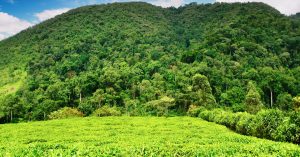 AFRICA: Mountain forests capture more carbon than the Amazon forest