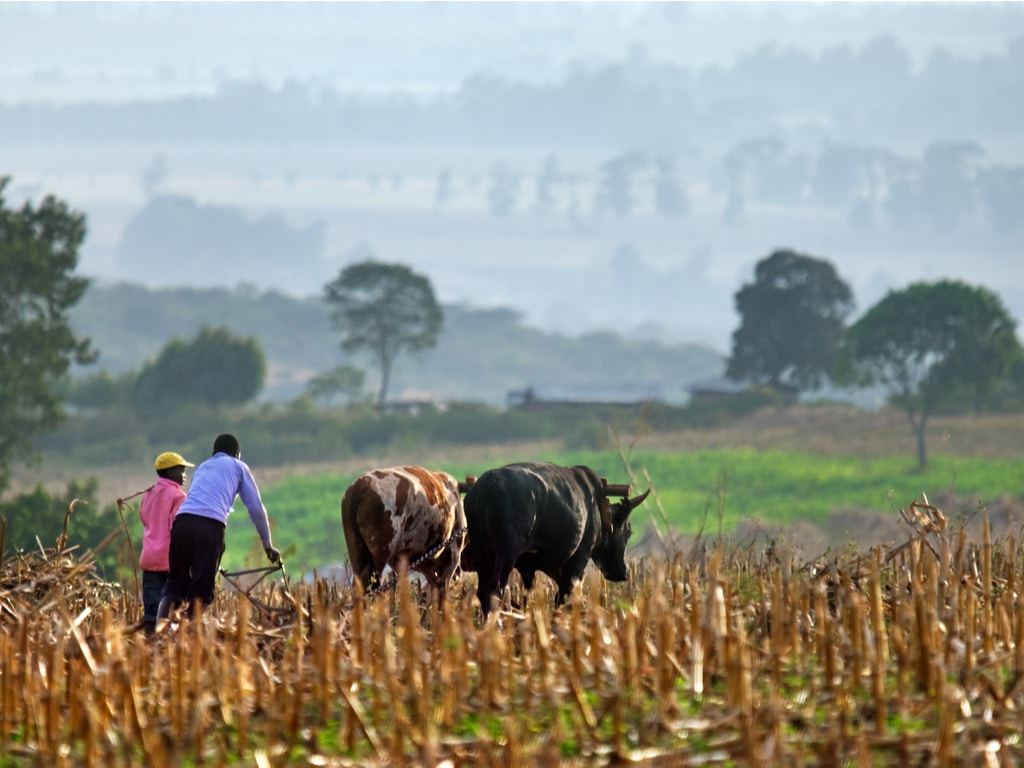 KENYA: Homa Bay to harvest rainwater for arable irrigation ©Belikova Oksana/Shutterstock