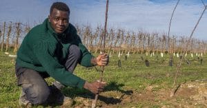 NIGERIA: Kano State launches a one million tree reforestation campaign©ancoay/Shutterstock