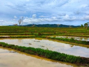 SUDAN: The Netherlands launches a call for projects for rain-fed agriculture©Ochaphotos/Shutterstock