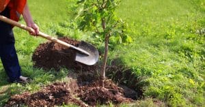 BURKINA FASO : le réseau des parlementaires sur l’environnent plante 300 arbres à Lao©Guas/Shutterstock