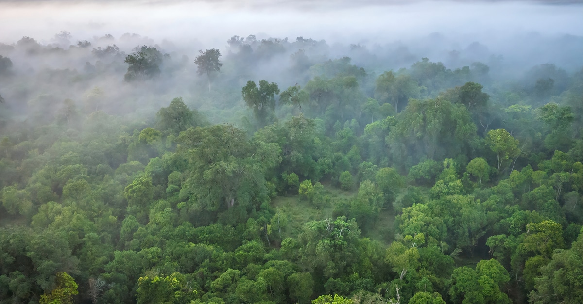 AFRICA Congo Basin Countries Prepare For COP26 Afrik 21   ©CherylRamalho 1 