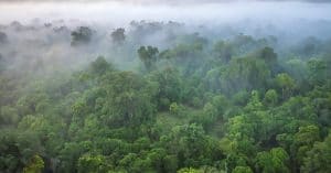 AFRIQUE : les pays du bassin du Congo se préparent pour la COP26©CherylRamalho/Shutterstock