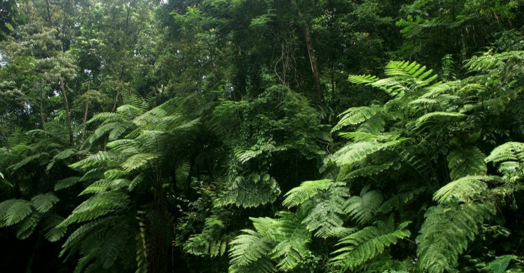 GABON : lancement de l’initiative ForestLAB, pour la surveillance forestière ©Sukma Rizqi/Shutterstock