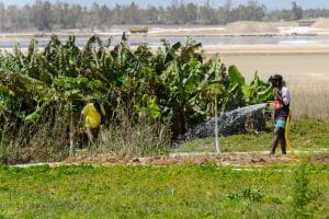 SENEGAL: InfraCo Africa finances Bonergie's solar irrigation systems© Anton_Ivanov/Shutterstock