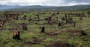 AFRIQUE: quatre millions d'hectares de forêts disparaissent chaque année©Dudarev Mikhail/Shutterstock