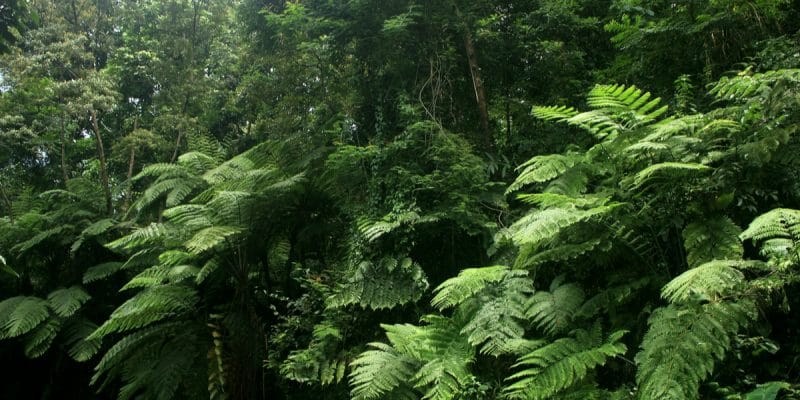 GABON : lancement de l’initiative ForestLAB, pour la surveillance forestière ©Sukma Rizqi/Shutterstock