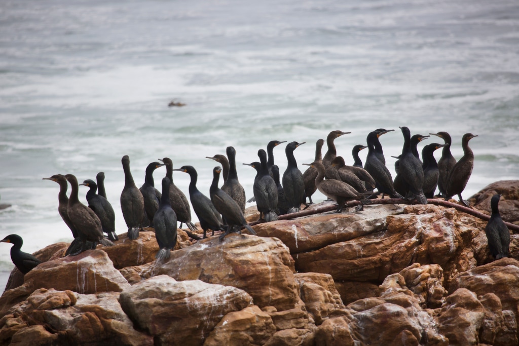 SOUTH AFRICA Avian flu decimates endangered Cape Cormorant Afrik 21