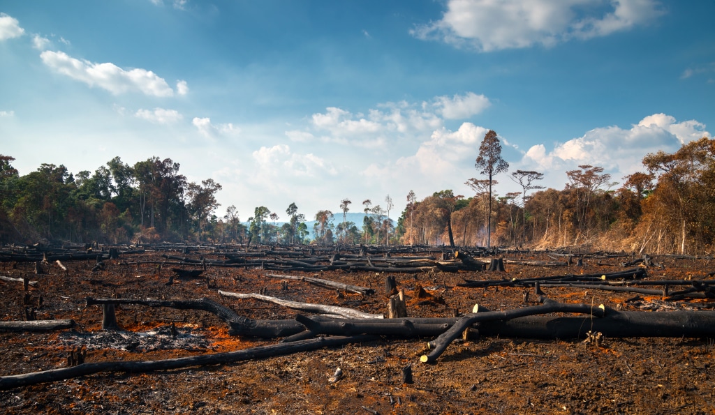 AFRIQUE : un accord international pour stopper la déforestation d’ici à 2030© Thammanoon Khamchalee/Shutterstock