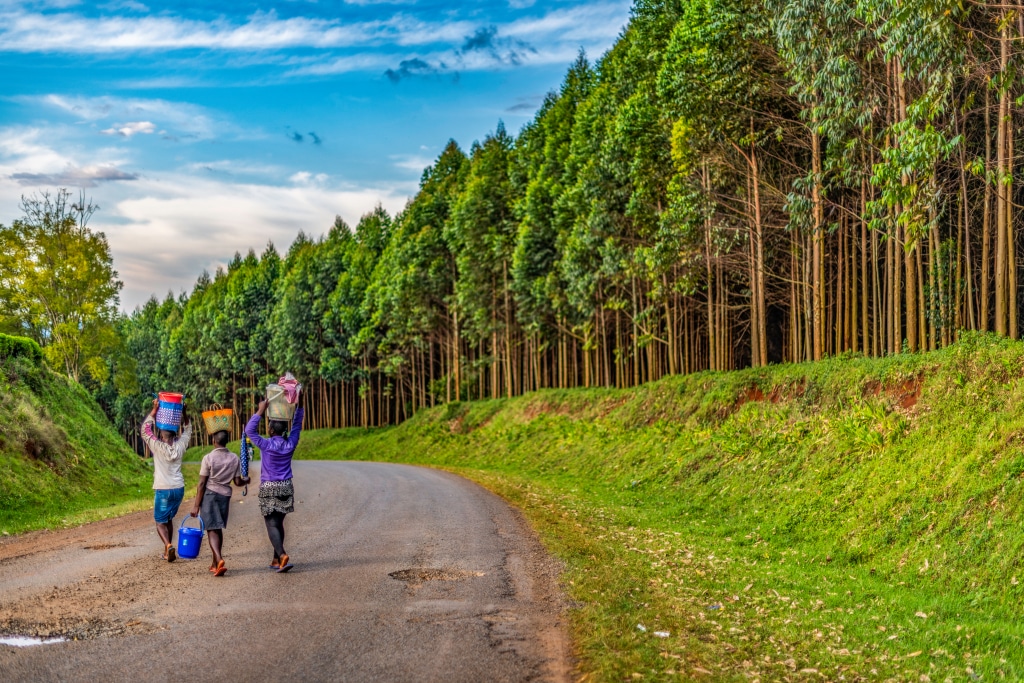 AFRICA: CDC, Finnfund and Norfund invest $500m in sustainable agroforestry© Jen Watson/Shutterstock