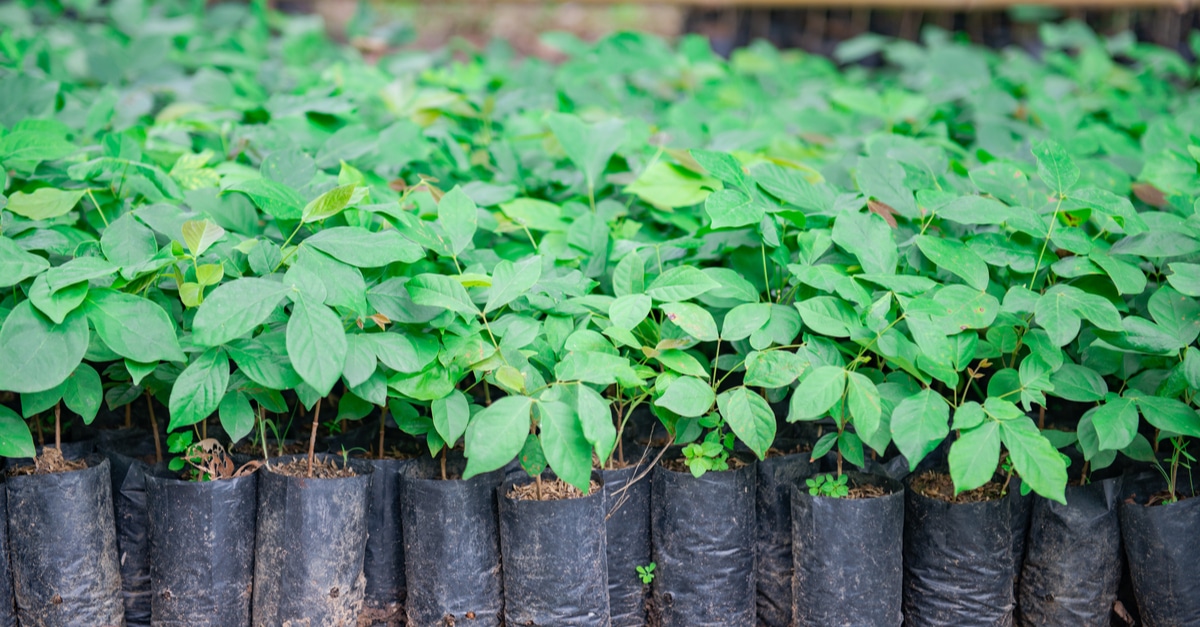 MALI: UNESCO plants 50,000 trees along the route of the Great Green ...