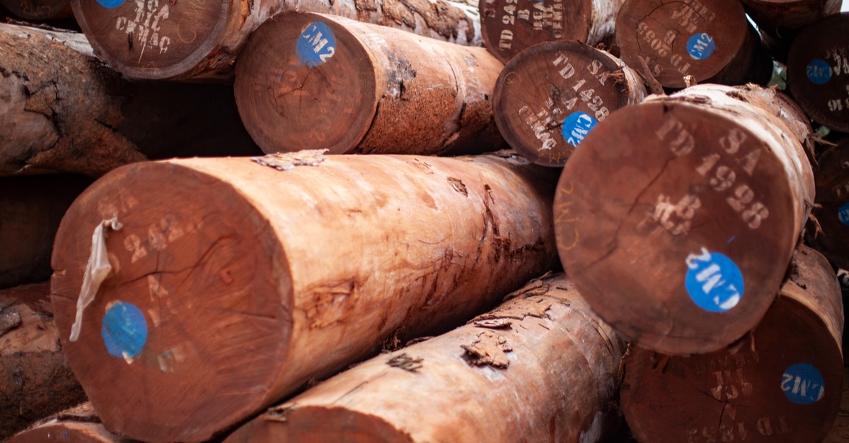 GABON: Towards sustainable certification of the timber industry | Afrik 21