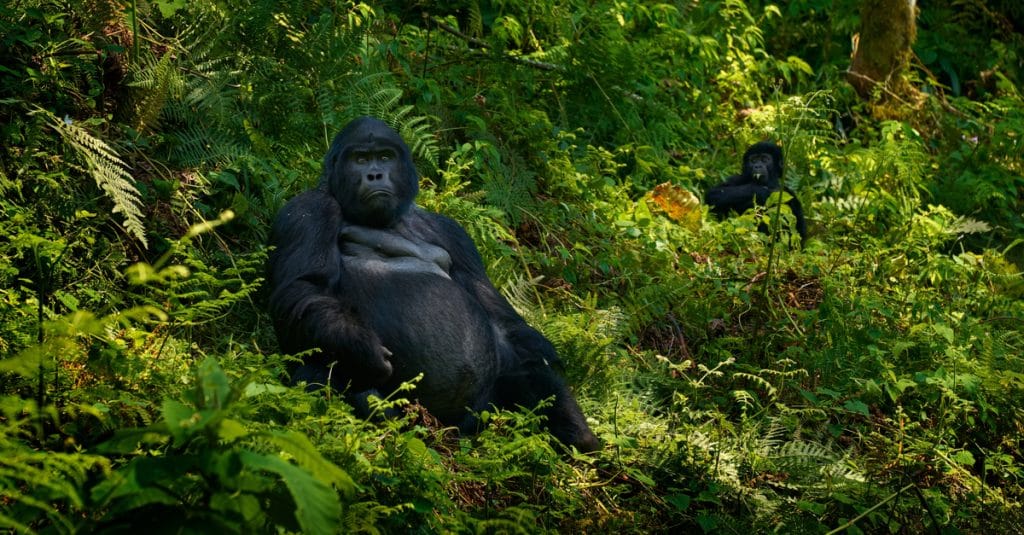 GABON : une plateforme numérique reporte des données sur la faune©Ondrej Prosicky/Shutterstock©Ondrej Prosicky/Shutterstock