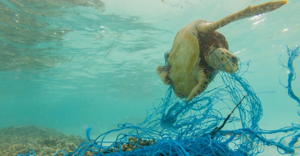 WEST AFRICA: reducing the incidental catch of birds and sea turtles©MOHAMED ABDULRAHEEM/Shutterstock