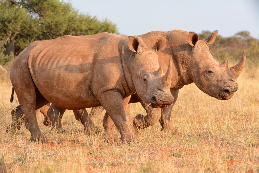 RWANDA : transférés d’Afrique du Sud, 30 rhinocéros blancs intègrent l’Akagera © Cathy Withers-Clarke/Shutterstock