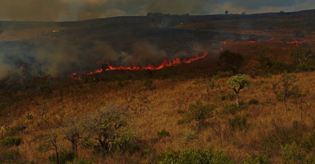 BÉNIN: miser sur les feux précoces pour protéger la biodiversité©aspas/Shutterstock