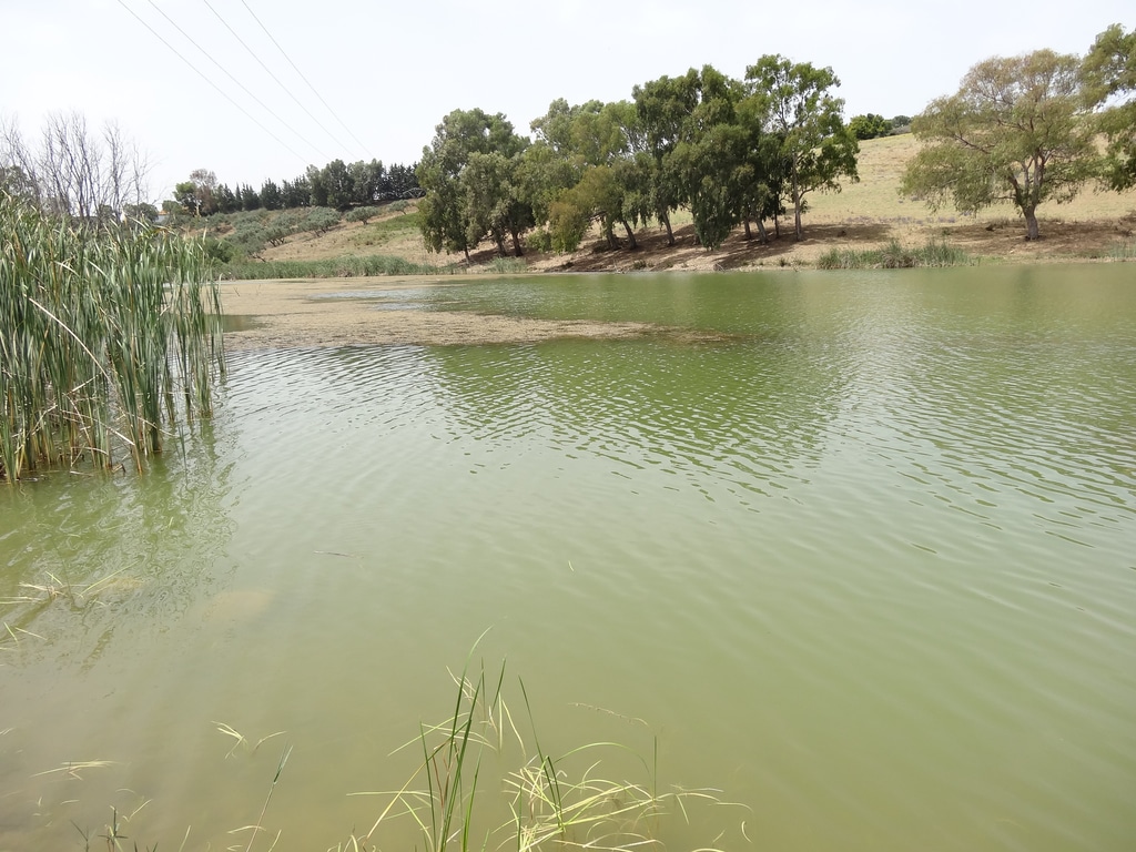 TUNISIA: Awareness, another card to play to clean up the lake of Bizerte©Romaysa/Shutterstock