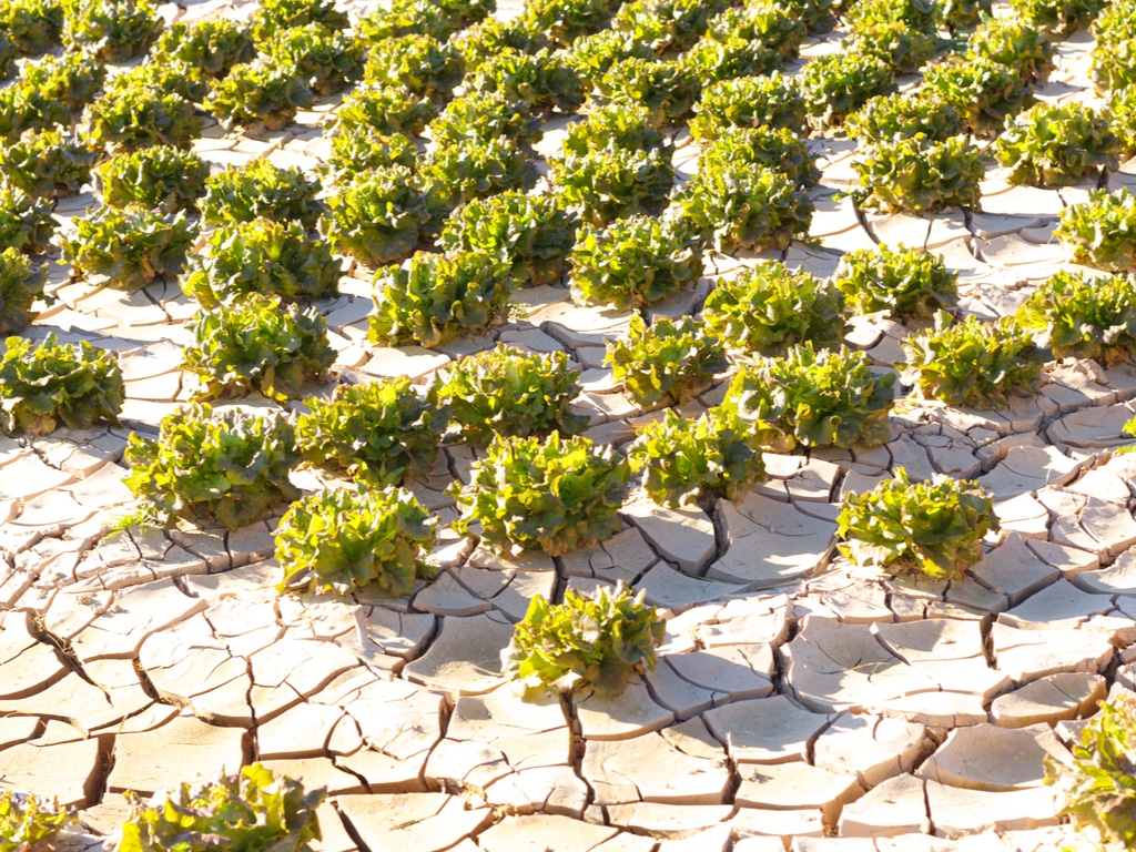 ZIMABWE: Zinwa va réaliser 35 000 forages pour l’irrigation et l’eau potable en 4 ans©Jorge Botella Molina/Shutterstock