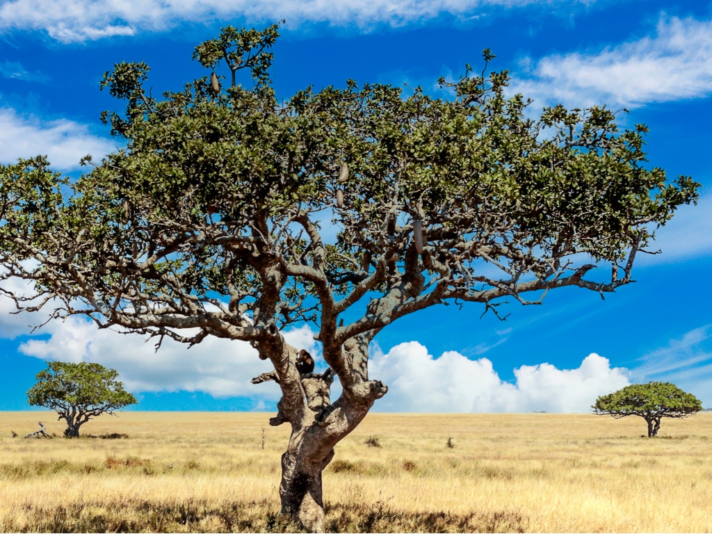 SENEGAL: Azila Gum plants 15,000 hectares of acacia trees in Dahra to combat the desert ©GranTotufo/Shutterstock