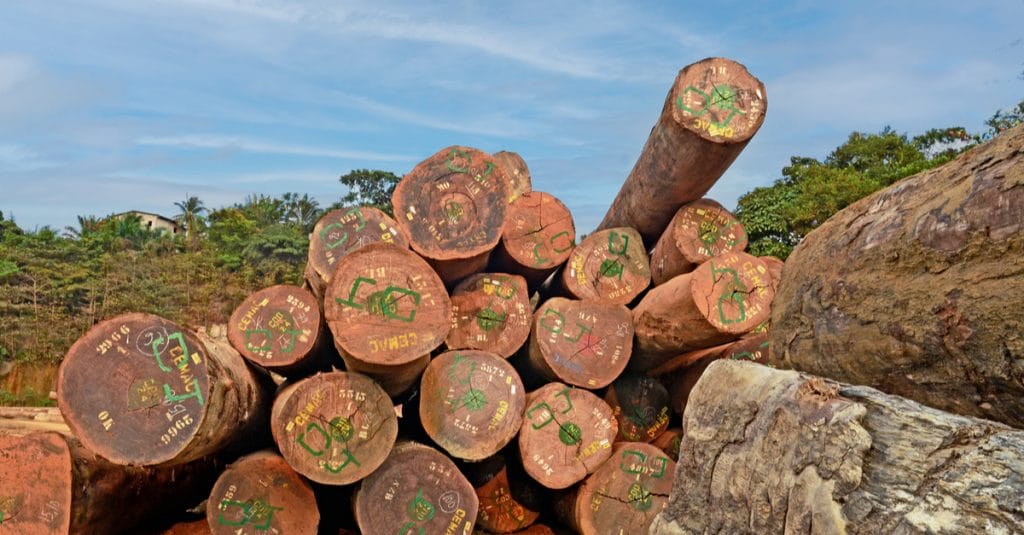 CONGO BASIN: the objectives of the new regional forest certification scheme©O.Rek's/Shutterstock