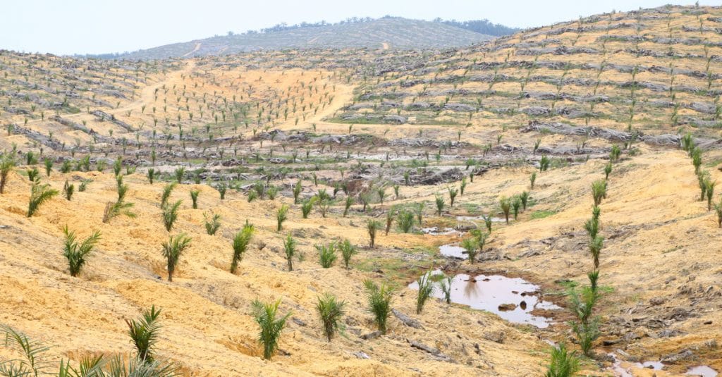 LIBERIA: Three Dutch banks allocate $3.5 billion to deforestation projects©KYTan/Shutterstock